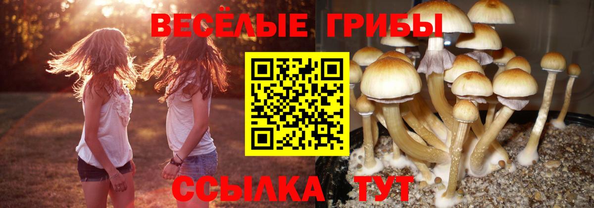 Галлюциногенные грибы Psilocybe  Галлюциногенные грибы Psilocybine cubensis  Вход с VPN  Соль-Илецк 